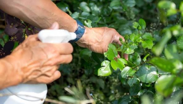 Les particuliers sont autorisés à utiliser moins de pesticides dans leur jardin.